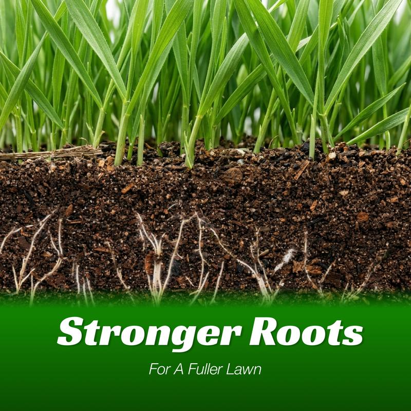 🌱 Evergreen dwarf grass seed for four seasons🌾 | Create your perfect lawn here🌼