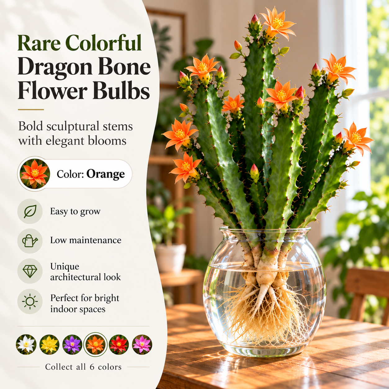 🌵 Rare Colorful Dragon Bone Flower Bulbs – Sculptural Stems with Delicate Blooms