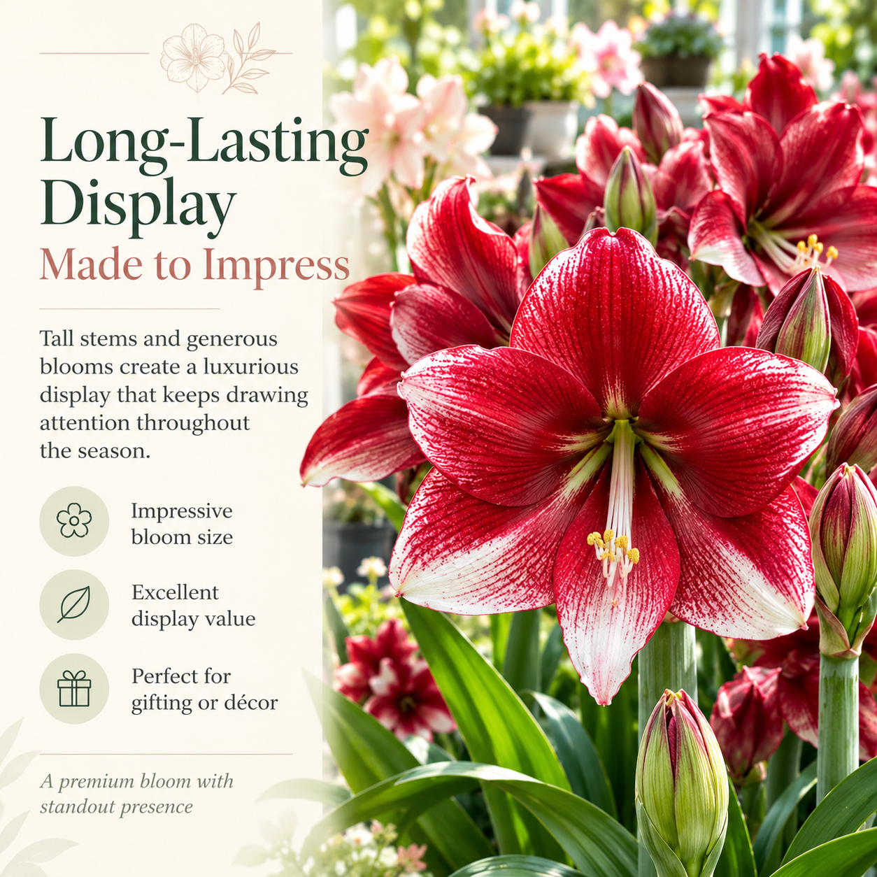Long Lasting Display Amaryllis Bulbs