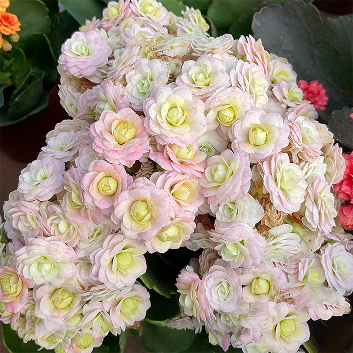 Rare Double Kalanchoe - Four Seasons Flowering