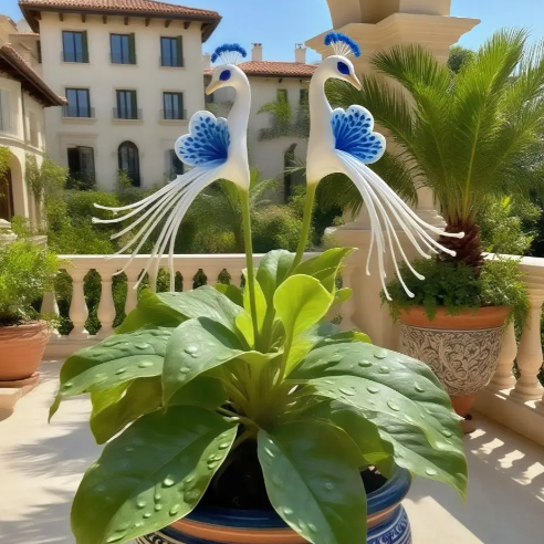 🦚Peacock Bloom Orchid Bulbs🔥Limited-time promotion