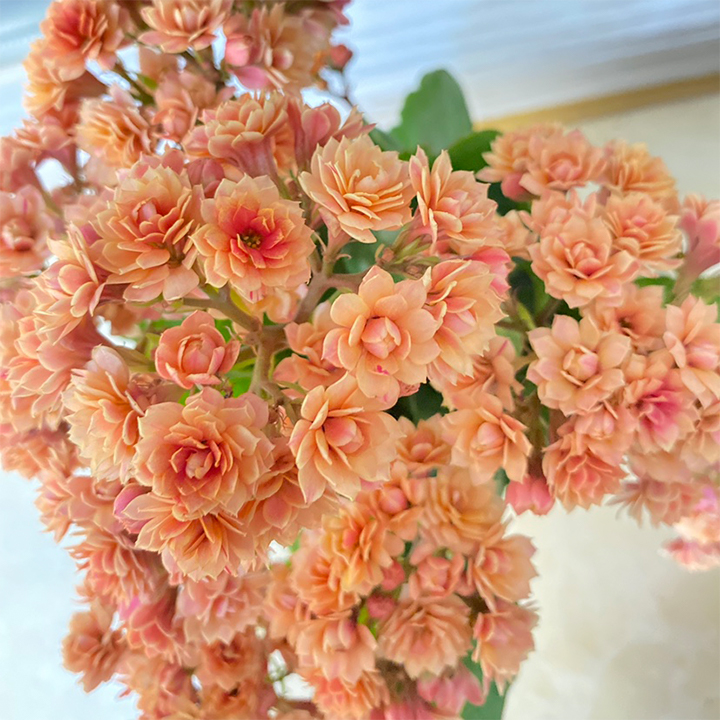 Rare Double Kalanchoe - Four Seasons Flowering