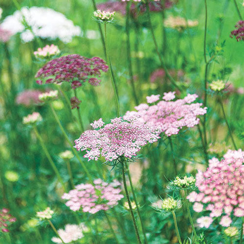 Pioneers in sustainable gardening