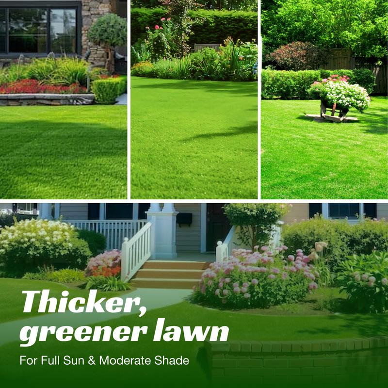 🌱 Evergreen dwarf grass seed for four seasons🌾 | Create your perfect lawn here🌼