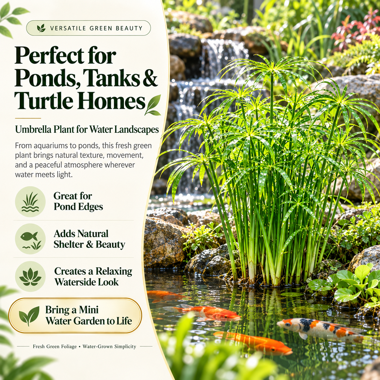 🌿Water Bamboo Bulbs-Hydroponic Umbrella Plant – Natural Water Purifier for Aquariums, Turtle Tanks & Ponds