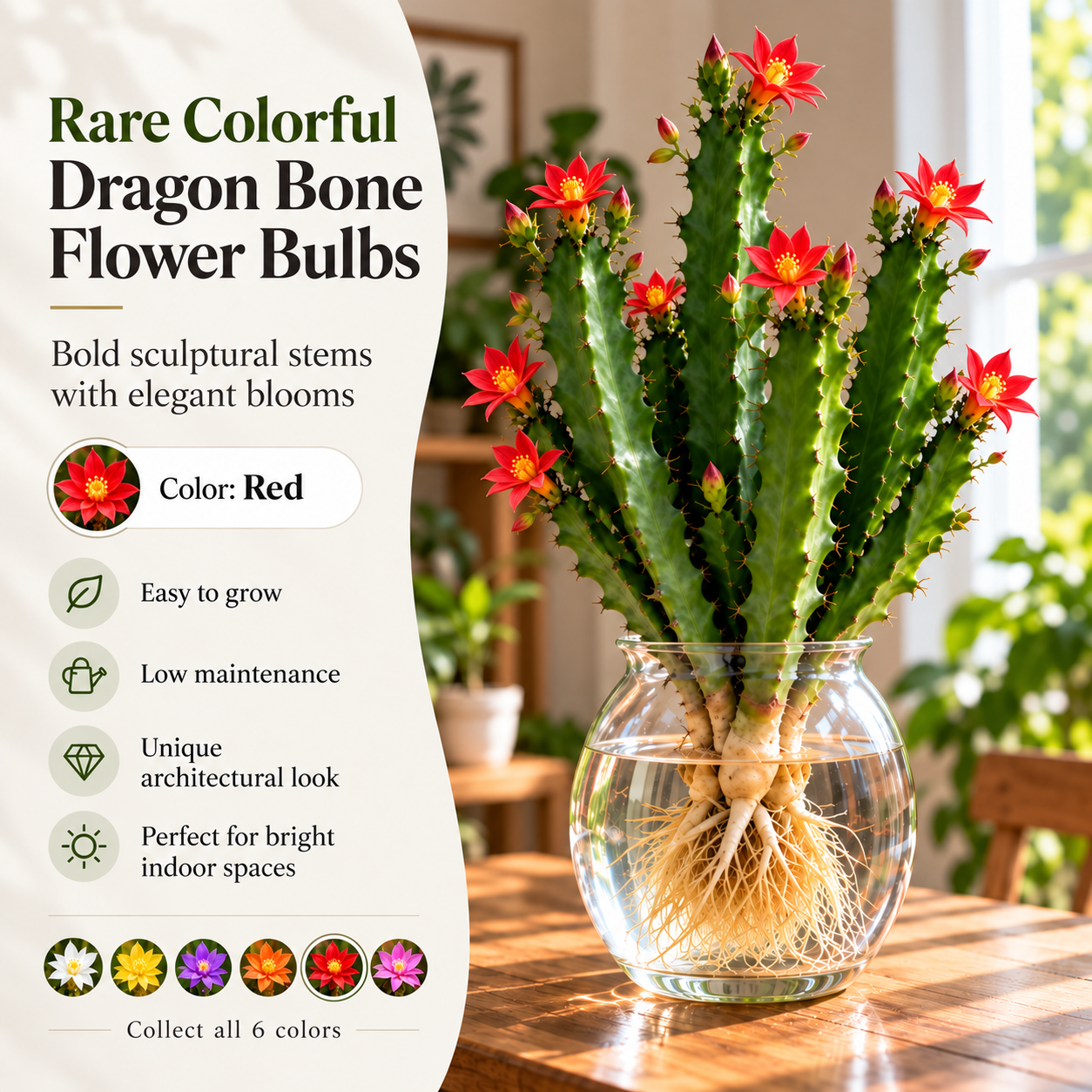 🌵 Rare Colorful Dragon Bone Flower Bulbs – Sculptural Stems with Delicate Blooms