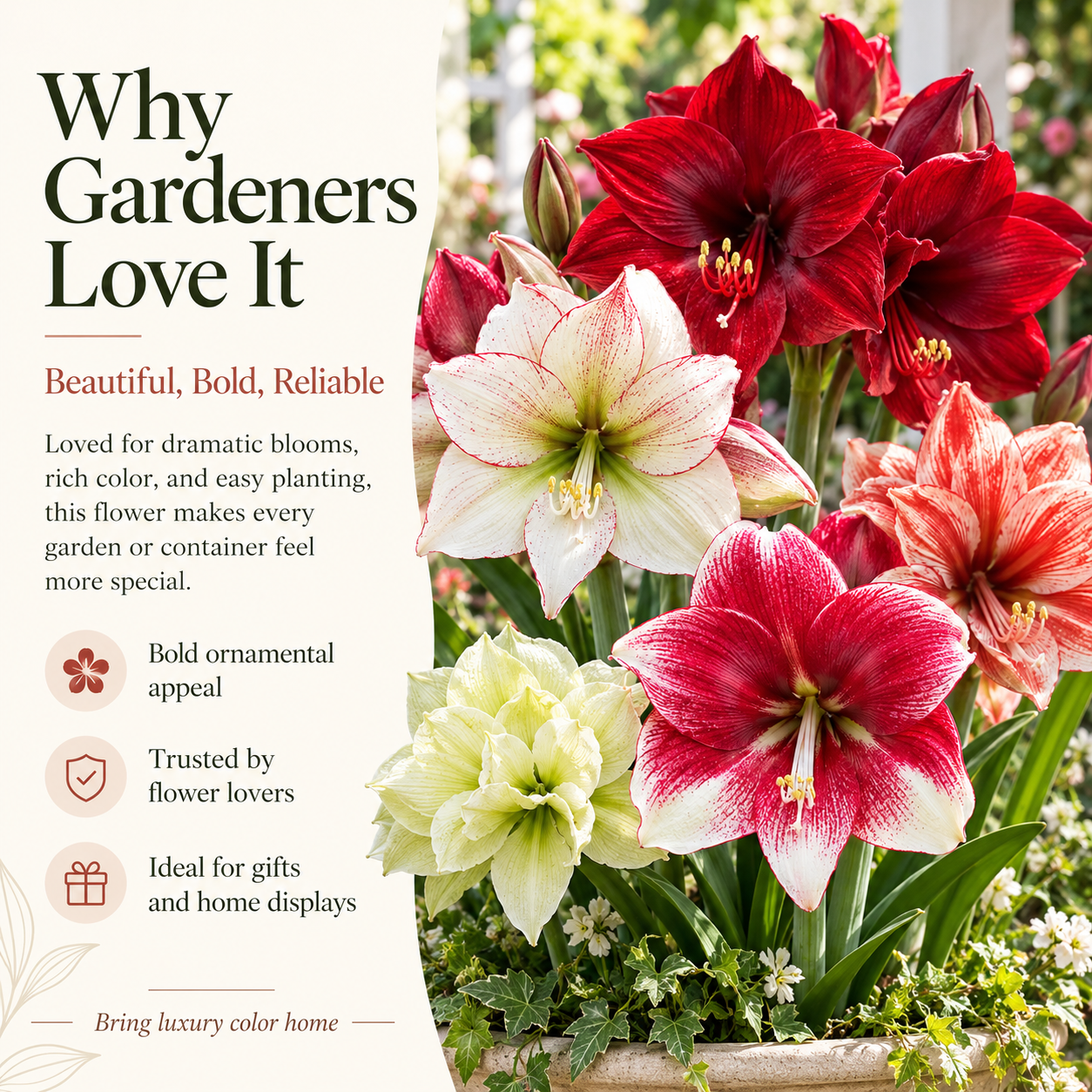 🎄 Christmas-Ready Amaryllis Bulbs – Giant Double Blooms for a Luxury Holiday Display 🌺✨