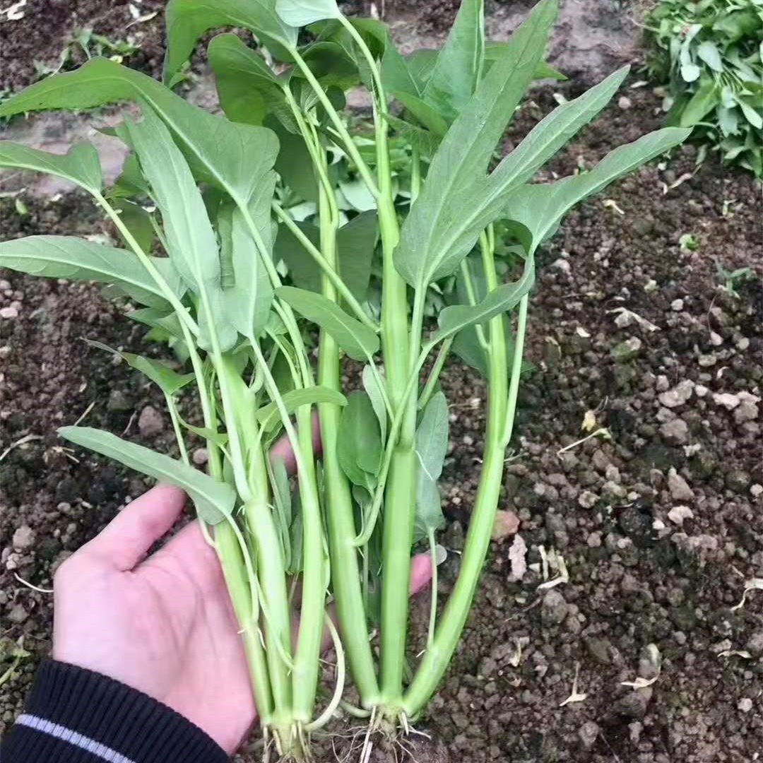 TRIPLE-STEM WATER SPINACH, KANGKONG, ONG CHOY SEEDS