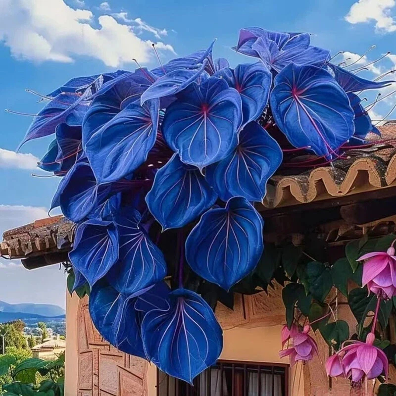 🌱Exotic Rare Leaf Seeds🏡Transform Your Garden into a Masterpiece