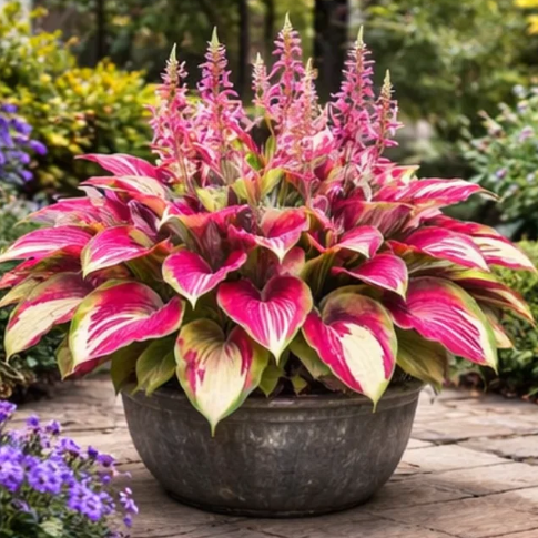 🌟High-Yield🌟 Potted Hosta Bulbs🪴