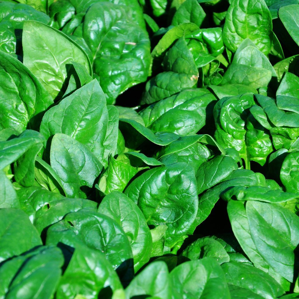 Heat-tolerant Spinach Regiment F1 Organic -Grown in summer