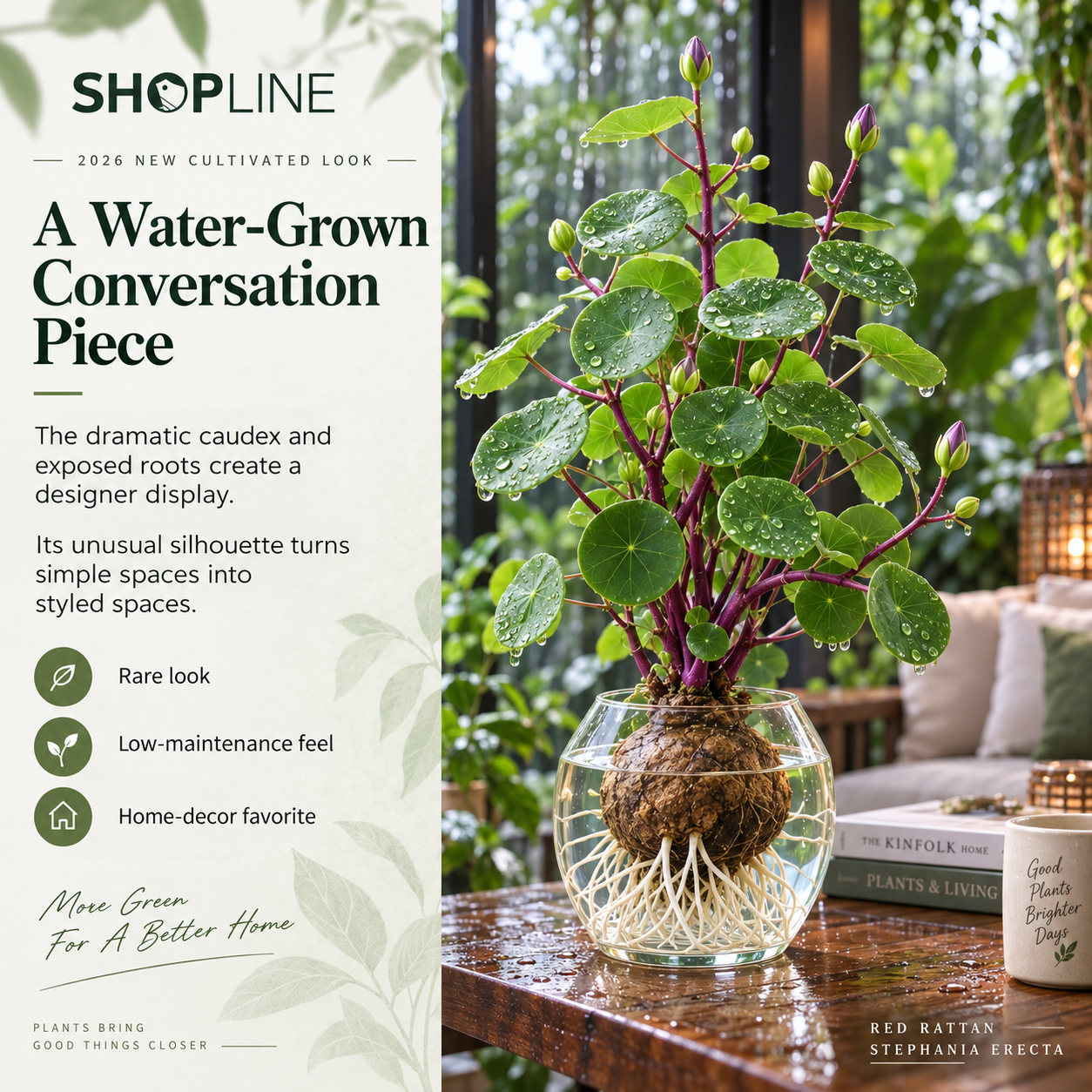🎈🪴2026 New Upgraded Red Rattan Stephania Erecta – A Stronger, Easier Houseplant for Busy People 🌿