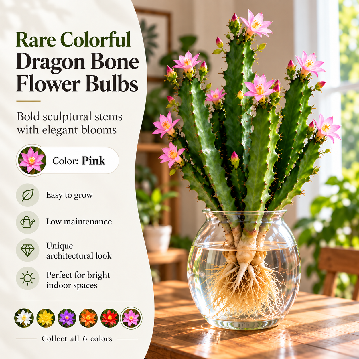 🌵 Rare Colorful Dragon Bone Flower Bulbs – Sculptural Stems with Delicate Blooms