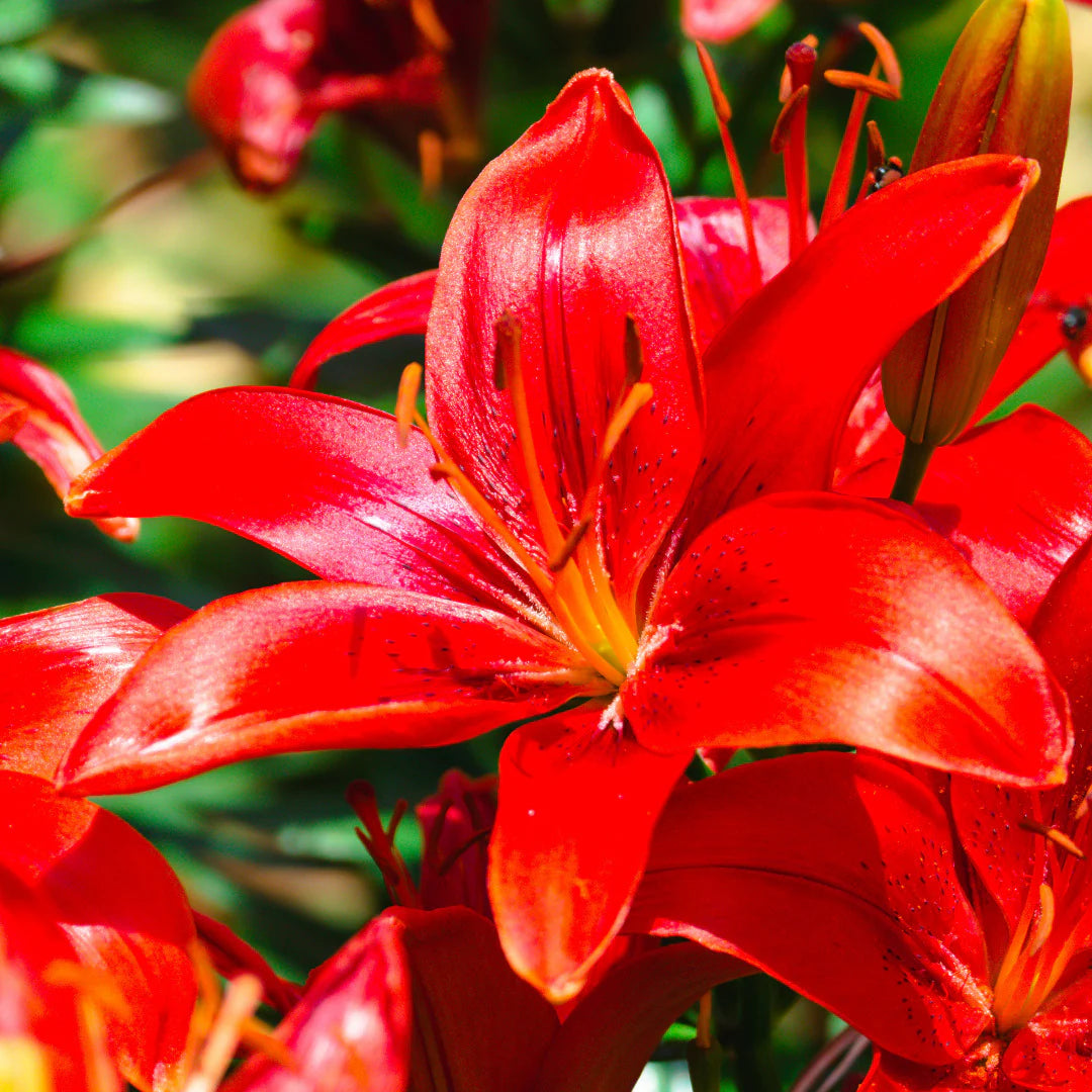 🎁2026 Must Plant☀️Rare Lily Bulbs🌸