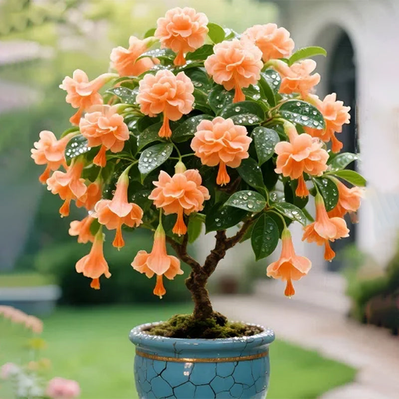 🌸 Double Fuchsia – Beautiful Shade-Loving Flowering Plants