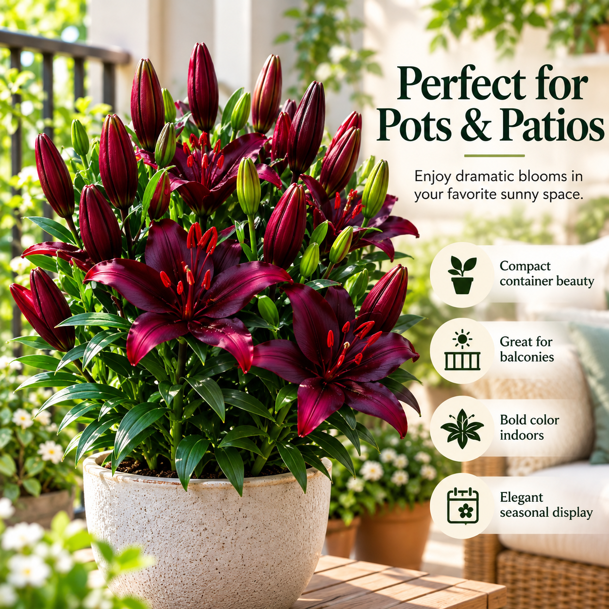 🌺Double Perfume Lily Bulbs—Fresh and Sweet