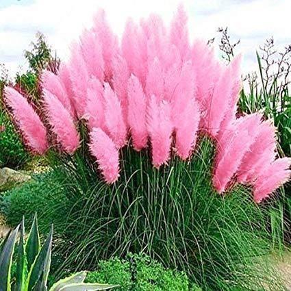 Pampas Grass Magic Garden Seeds
