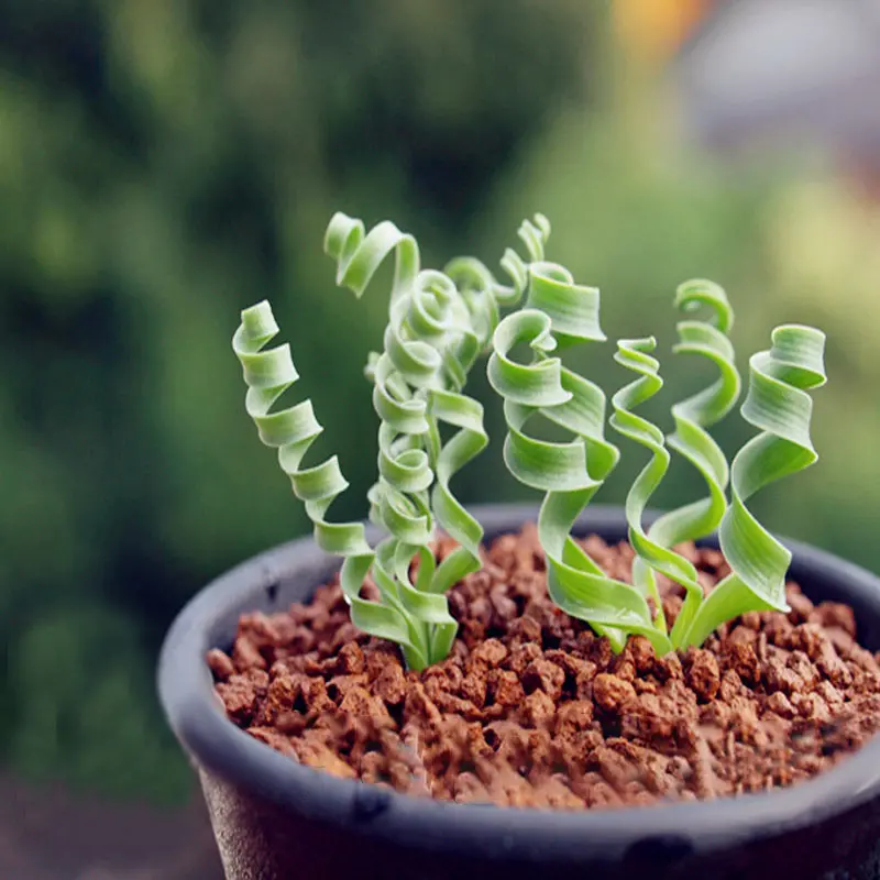 Egrow 100Pcs/Bag Sprial Grass Seeds Green Succulents Plants Garden DIY Bonsai Potted Flower Seed Egrow 100Pcs/Bag Sprial Grass Seeds Green Succulents Plants Garden DIY Bonsai Potted Flower Seed