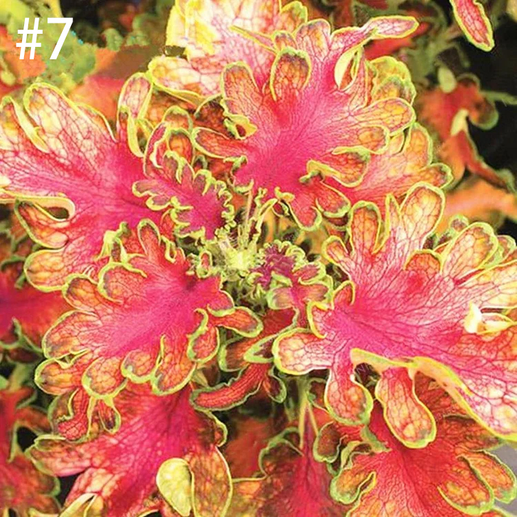 Begonia Bonsai Flower Leaf Plants Rainbow Dragon Seeds Garden