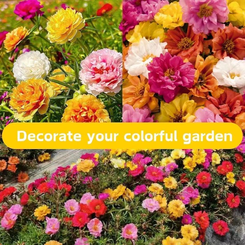 🌼Double Petal Moss Roses - Muti-Color Sunflower Seeds