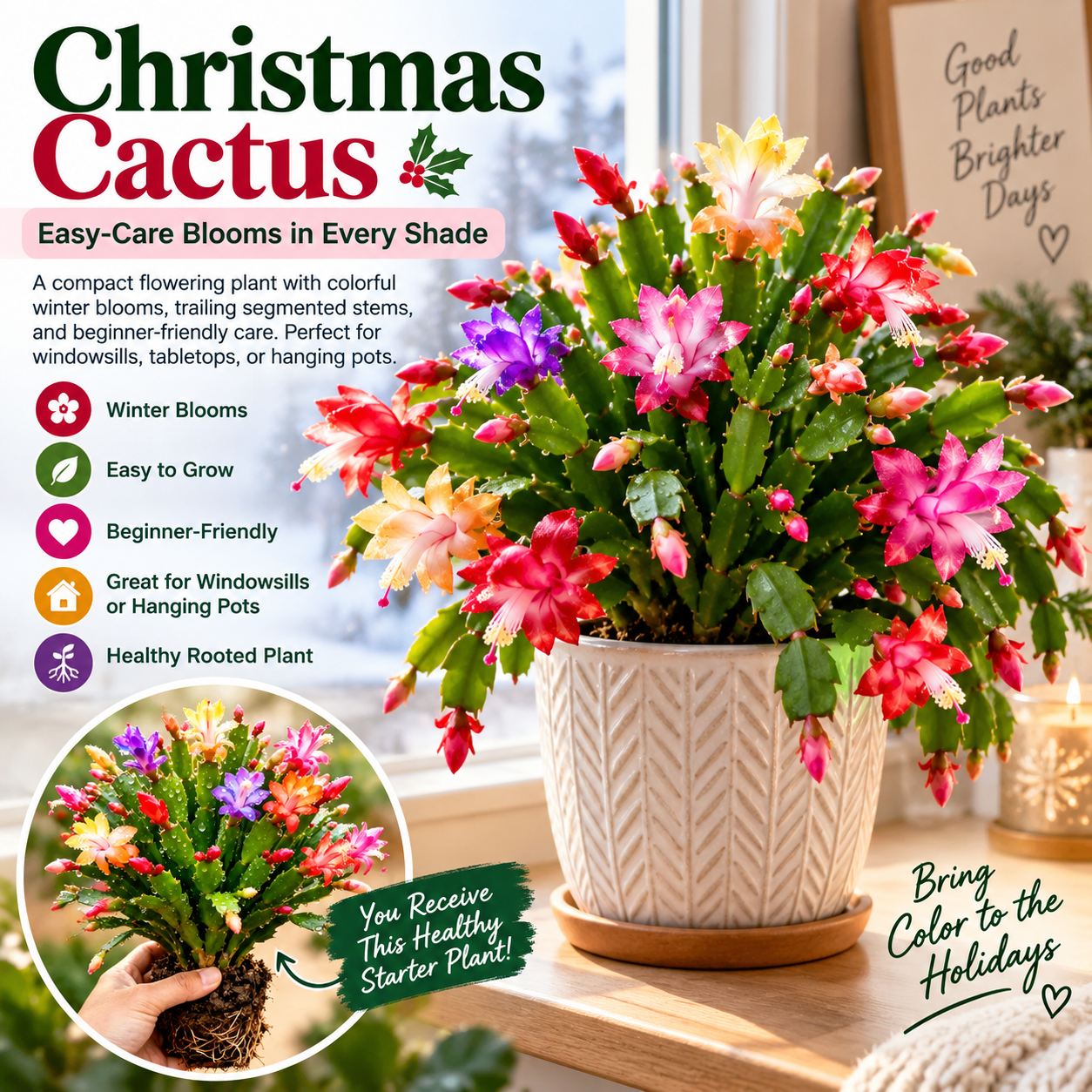 🦀Mix Colors Schlumbergera Bulbs– Easy-Care Blooms in Every Shade, Even in Winter ❄️🌈