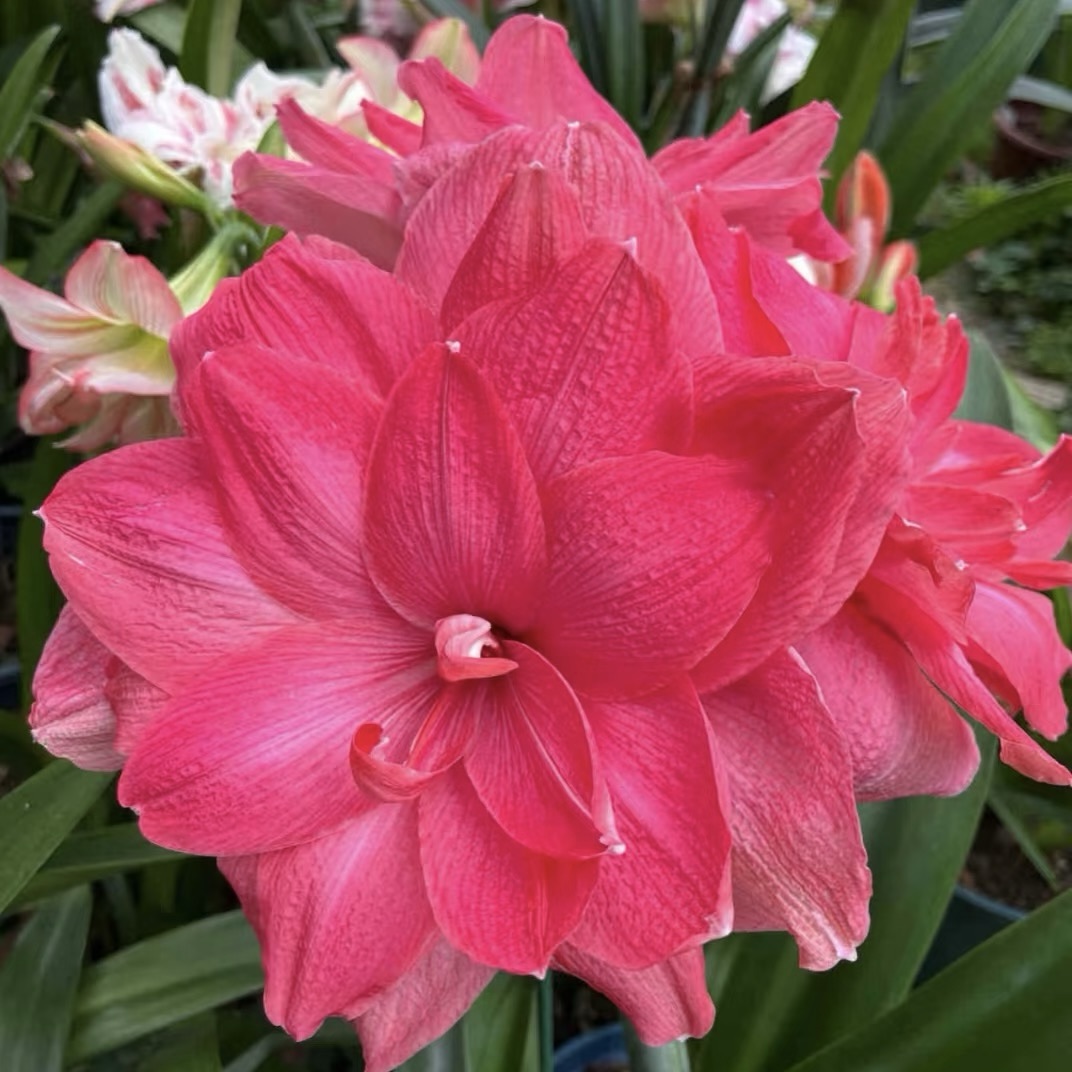 Double-Flowered Amaryllis Bulbs🌼