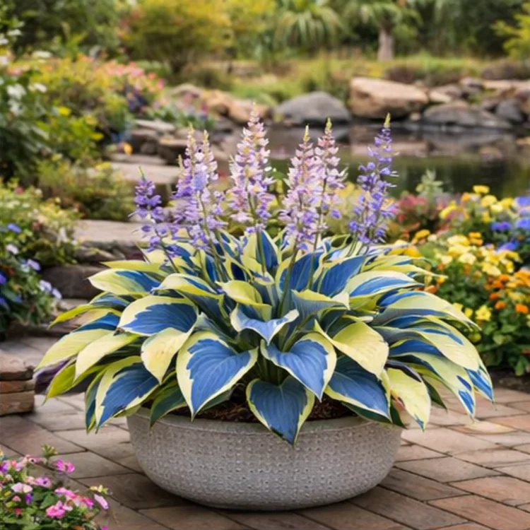 🌟High-Yield🌟 Potted Hosta Bulbs🪴