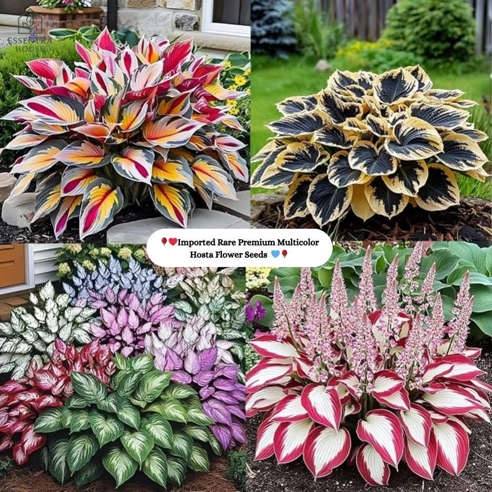 🍃🌸 9 Rare & Breathtaking Premium Multicolor HOSTA SEEDS 🌸🍃