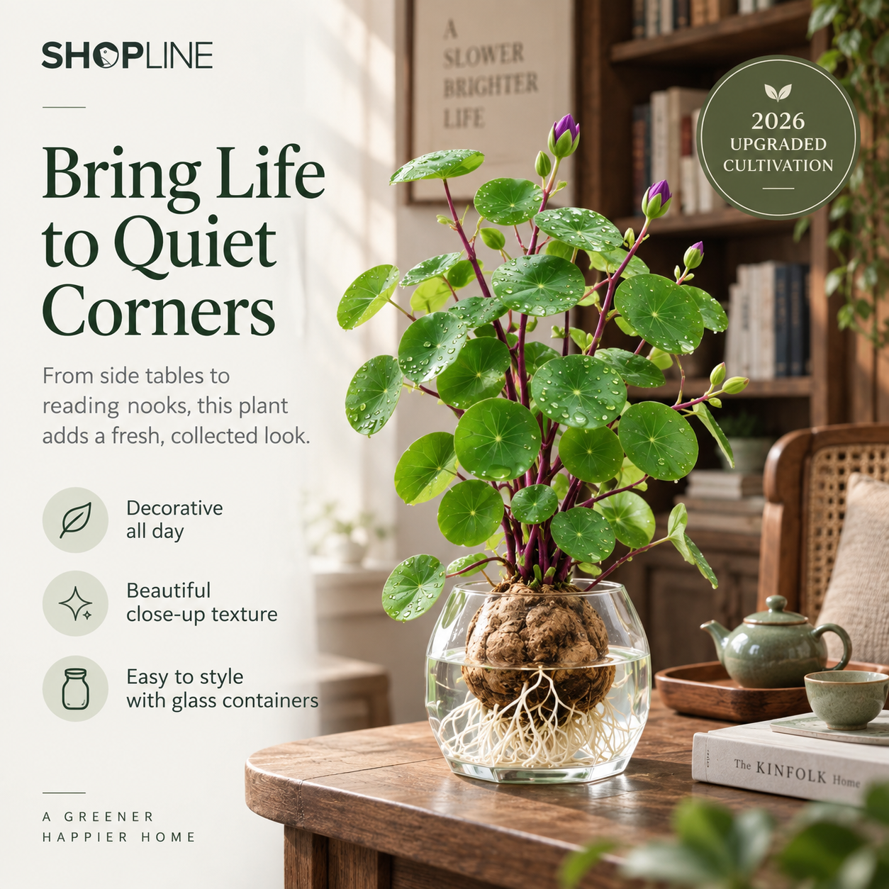 🎈🪴2026 New Upgraded Red Rattan Stephania Erecta – A Stronger, Easier Houseplant for Busy People 🌿
