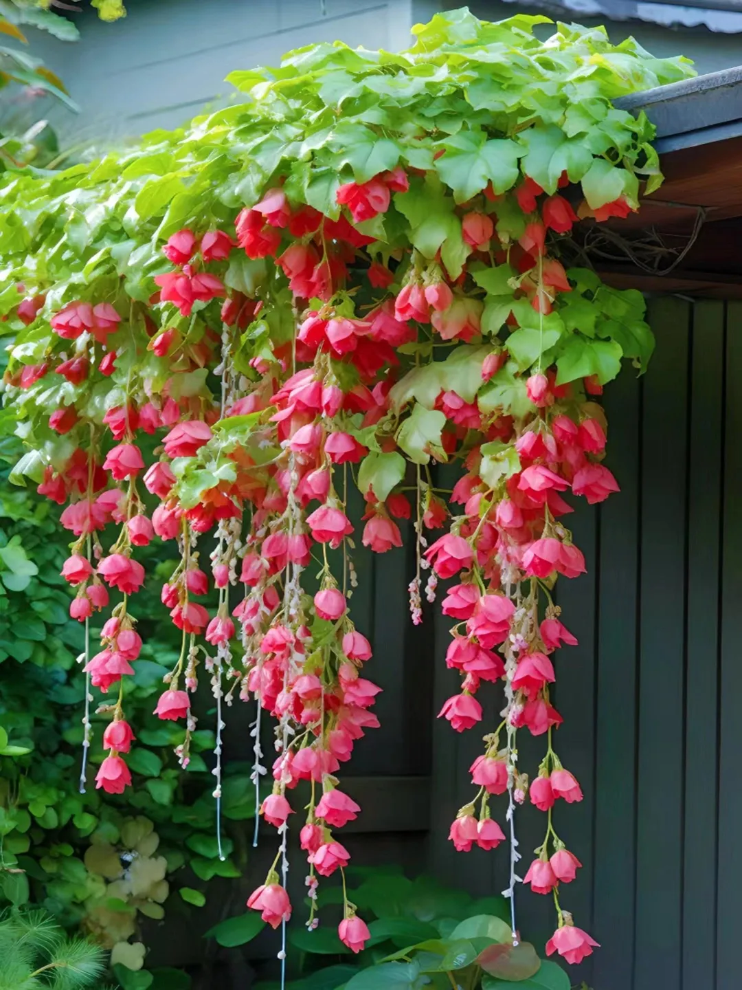 Weeping Begonia flower Seeds