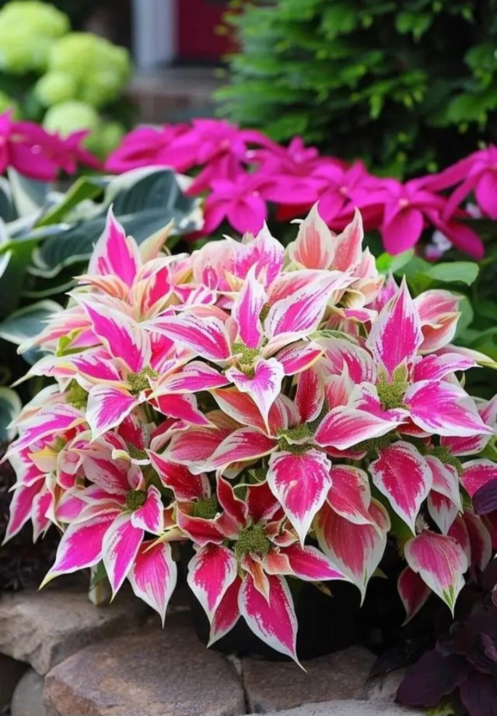 MIX COLORS-THE RESILIENT BEAUTY: SHADE-TOLERANT AND COLD-HARDY HOSTA FLOWERS