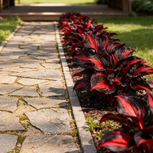 🔥Glow-in-the-Dark Garden Magic: Rare Black Red Flame Hostas Seeds