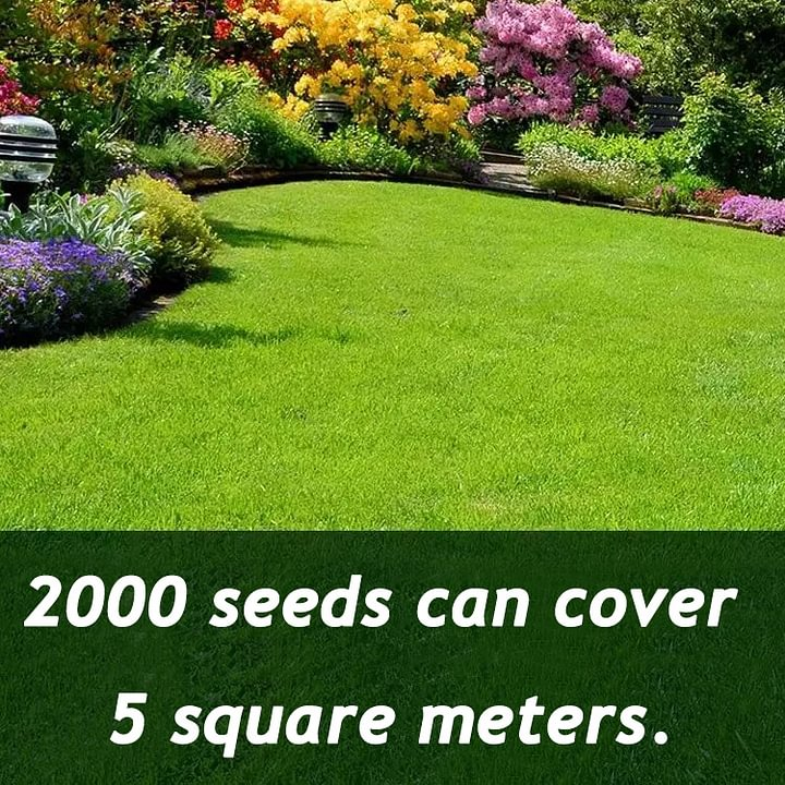 🌱 Evergreen dwarf grass seed for four seasons | Create your perfect lawn here