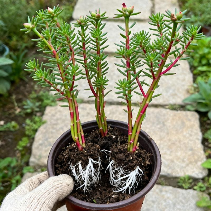 10,000 Portulaca Seeds - Double-flowered Moss Rose Annual Perennial Flower Seeds for Planting Outdoors Non GMO Mixed Colors Large Blooms Attract Pollinators Easy to Grow All Seasons