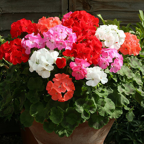 🌸Geranium - Summer Tranquility