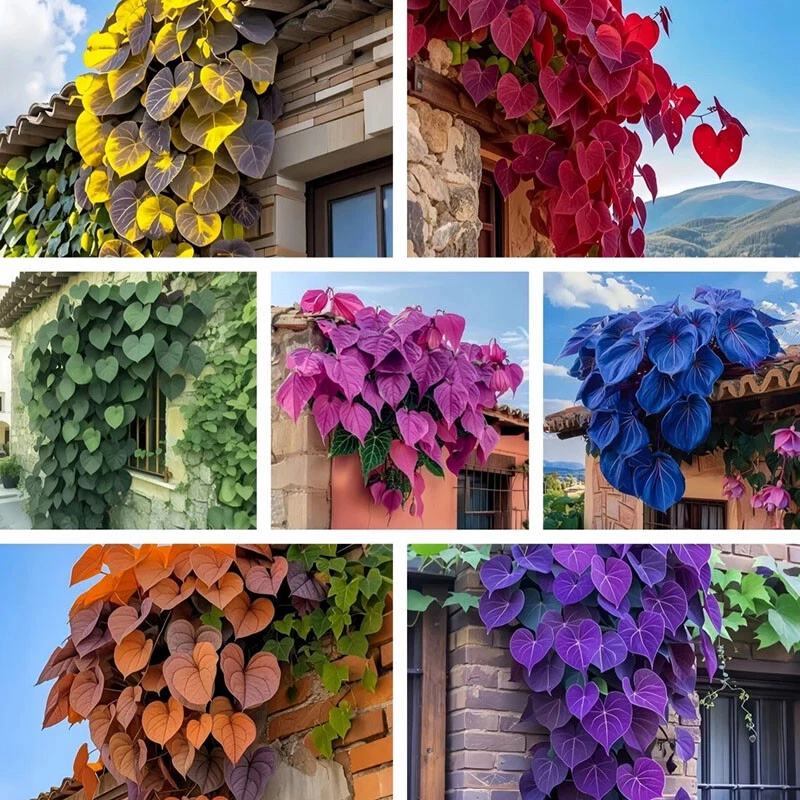 🌱Exotic Rare Leaf Seeds🏡Transform Your Garden into a Masterpiece