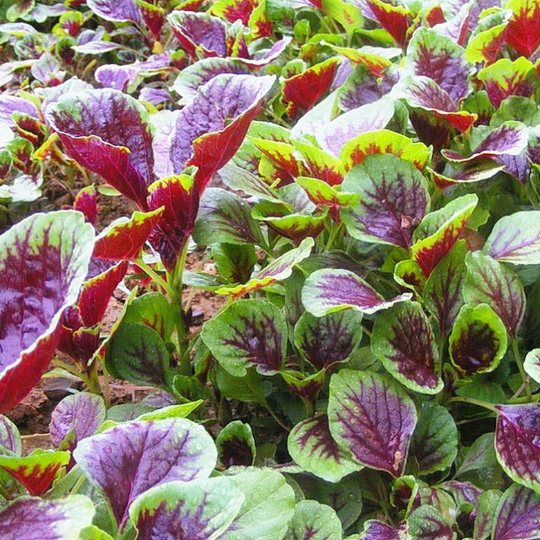Large-Leafed Red Amaranth Seeds 