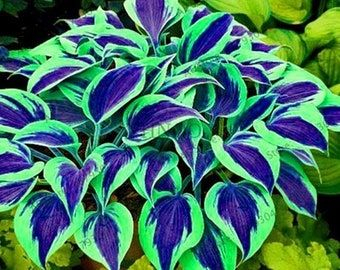 MIX COLORS-THE RESILIENT BEAUTY: SHADE-TOLERANT AND COLD-HARDY HOSTA FLOWERS