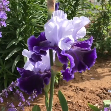 Multi Iris Seeds: Vibrant, Resilient, and Spectacular Blooms