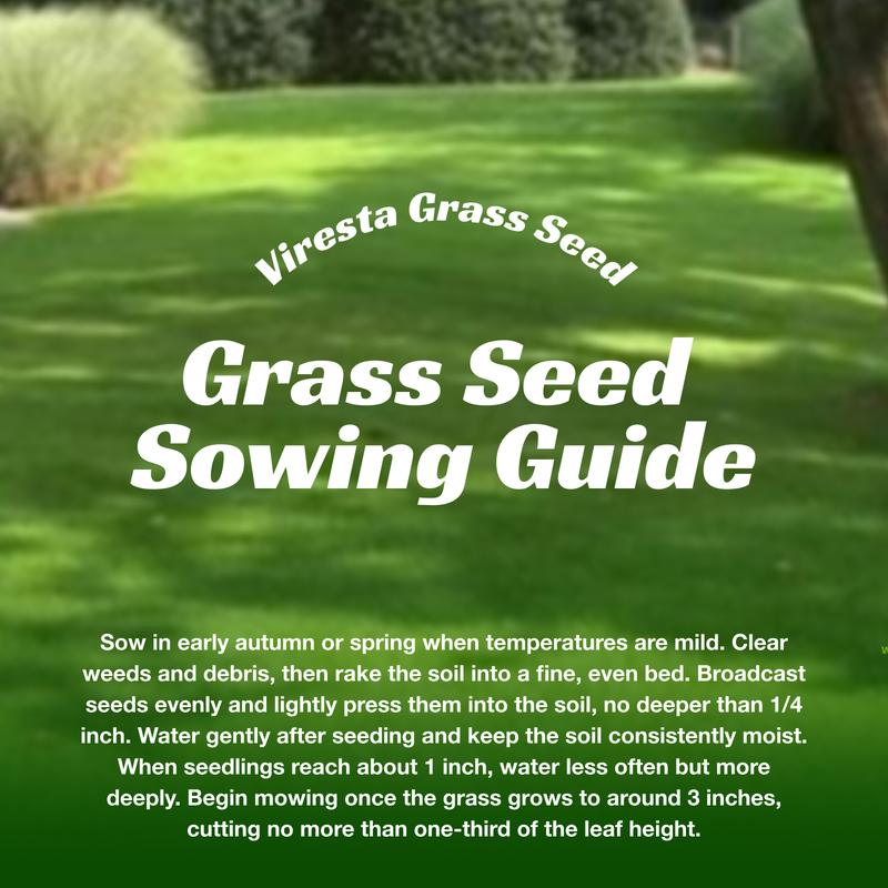 🌱 Evergreen dwarf grass seed for four seasons🌾 | Create your perfect lawn here🌼
