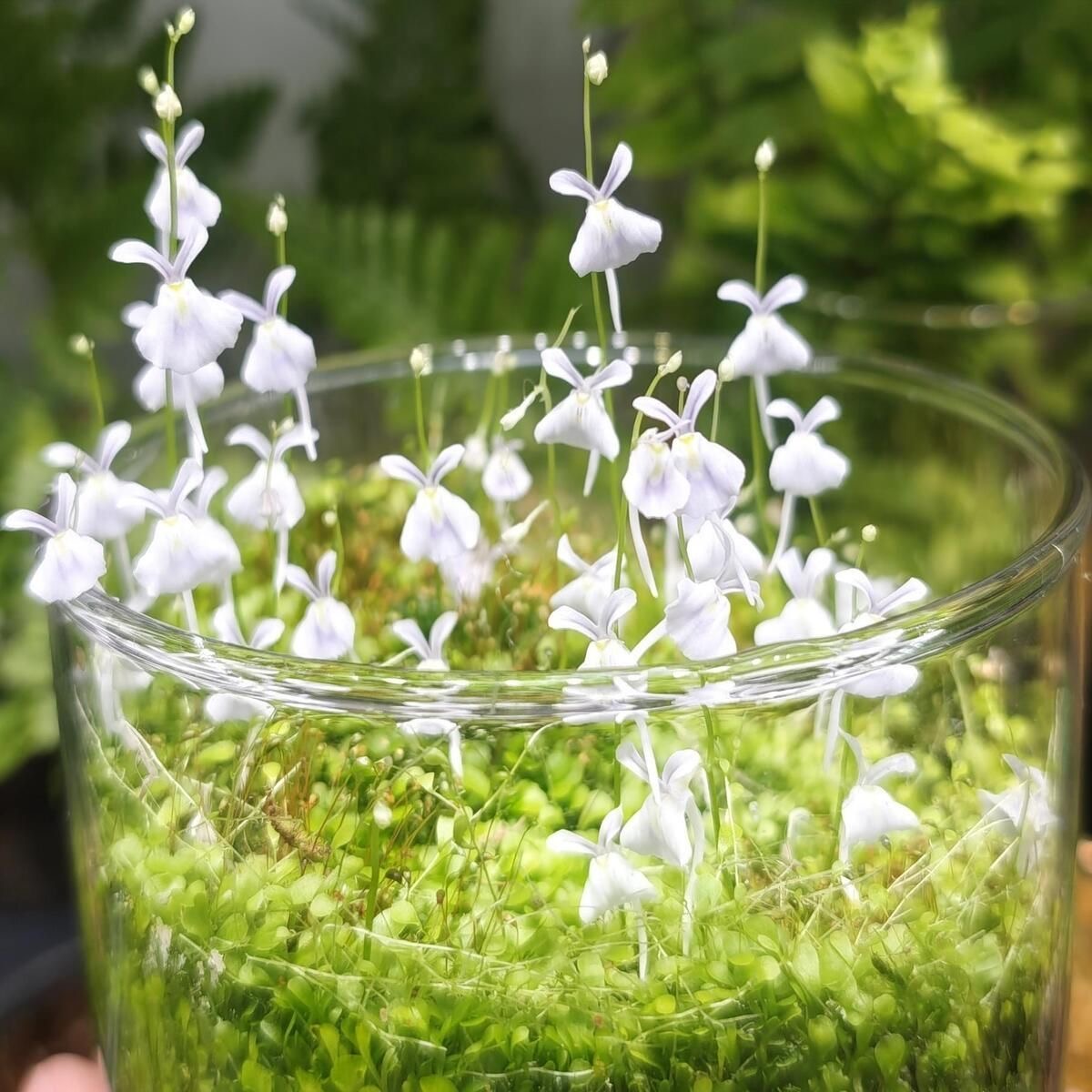 🐰 Bunny Bladderwort – Tiny White Flowers That Look Like Little Rabbits!