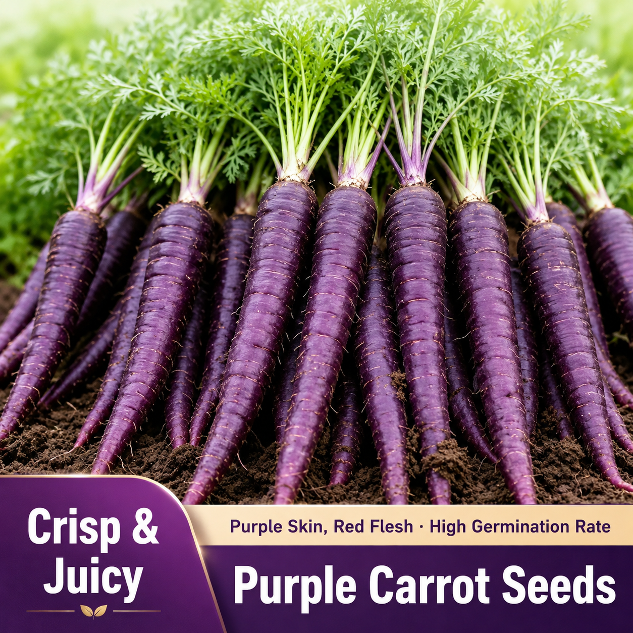 A collection of multi-colored carrots Seeds