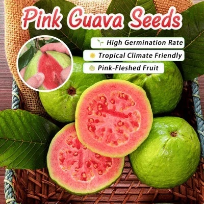 🔥 (New Harvest) Organic Pink Guava Seeds | 🌿Pre-Primed for High Germination (99% Germination)