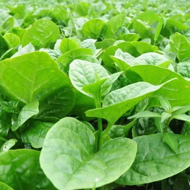 GIANT MALABAR SPINACH