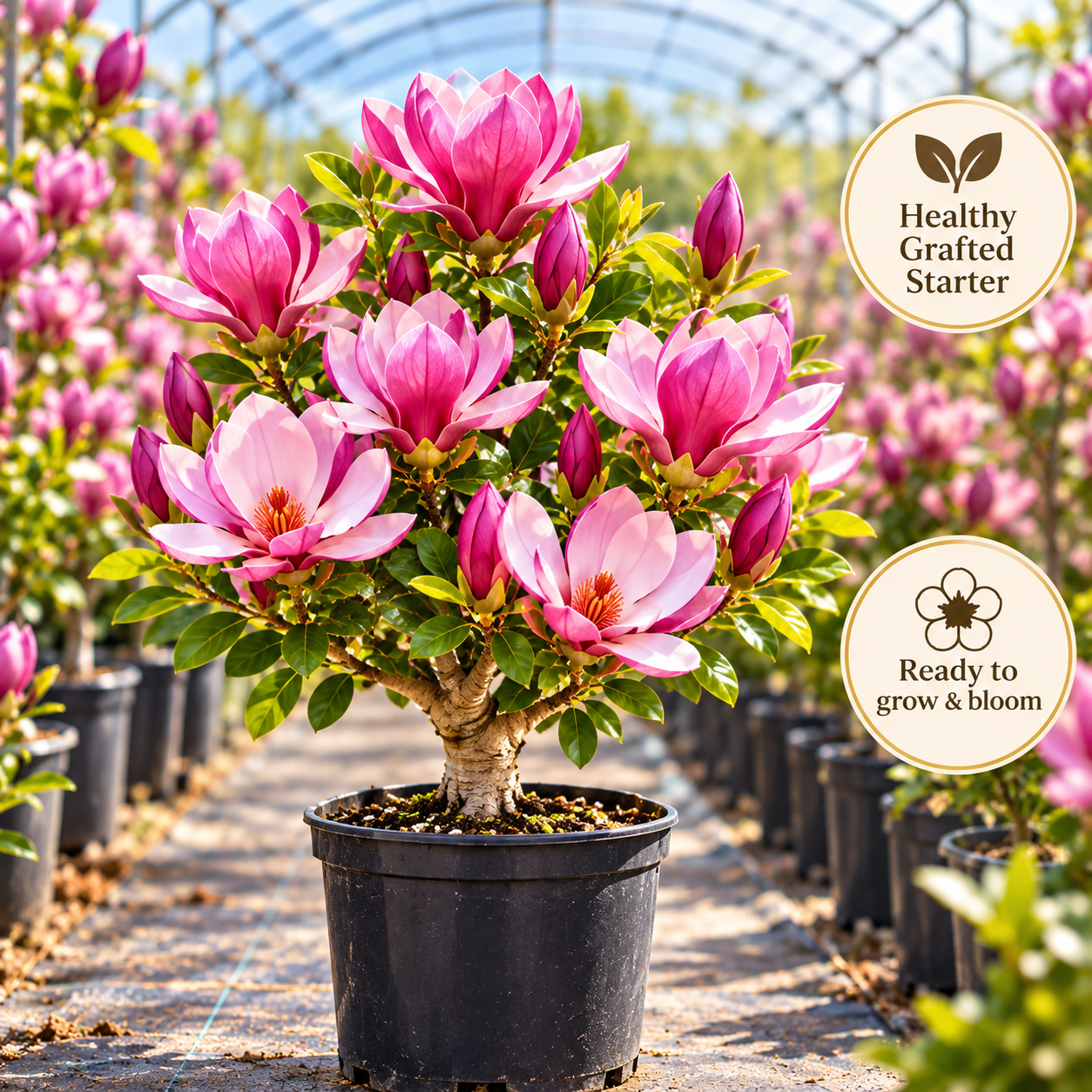 Magnolia liliiflora (Purple Orchids) Bulbs 🌸 Flowers Hide the Leaves, Fragrance Fills the Air