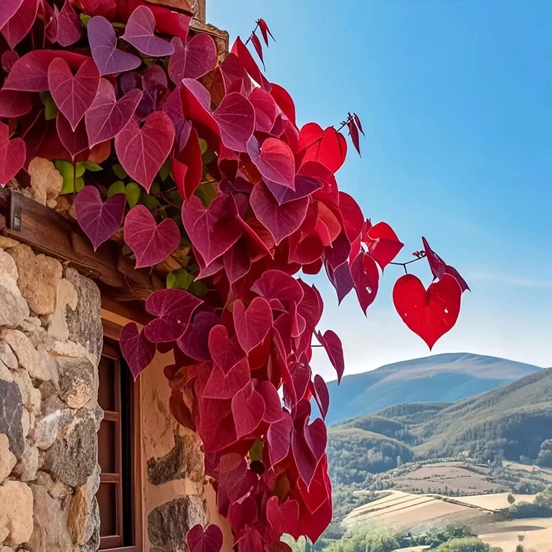 🌱Exotic Rare Leaf Seeds🏡Transform Your Garden into a Masterpiece