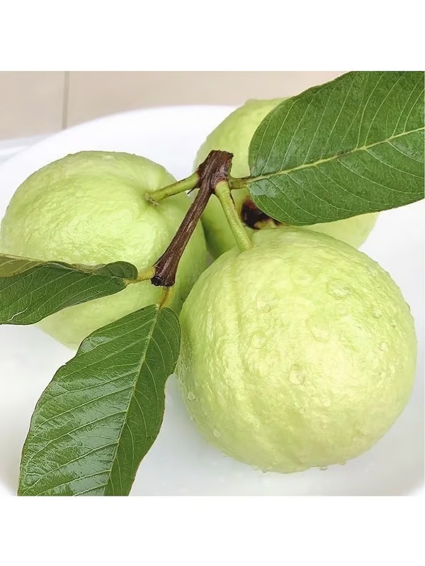 🔥 (New Harvest) Organic Pink Guava Seeds | 🌿Pre-Primed for High Germination (99% Germination)