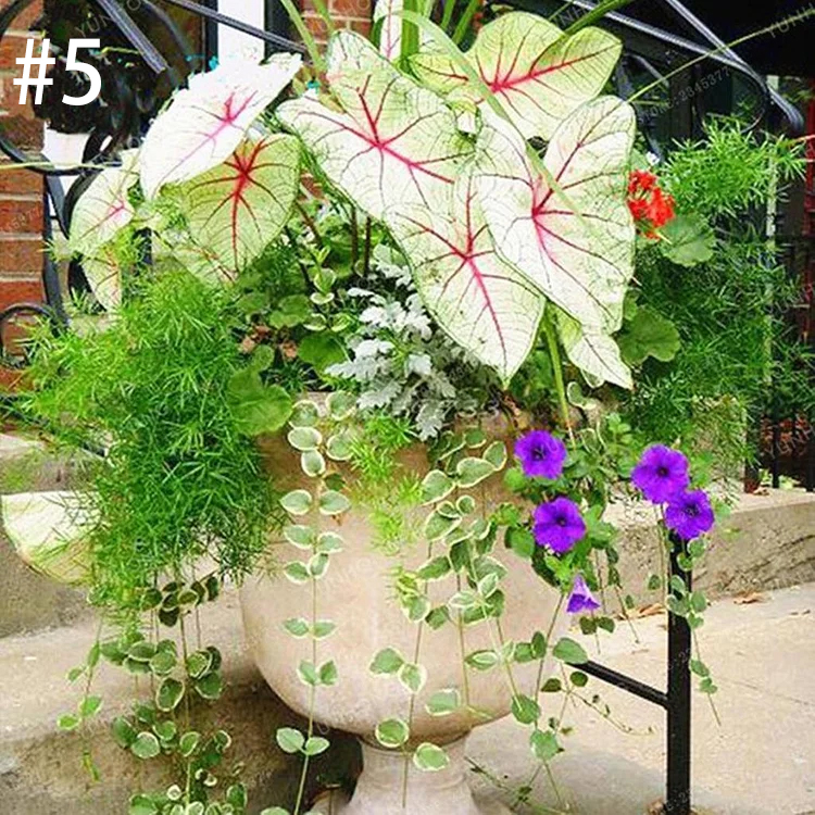 Begonia Bonsai Flower Leaf Plants Rainbow Dragon Seeds Garden