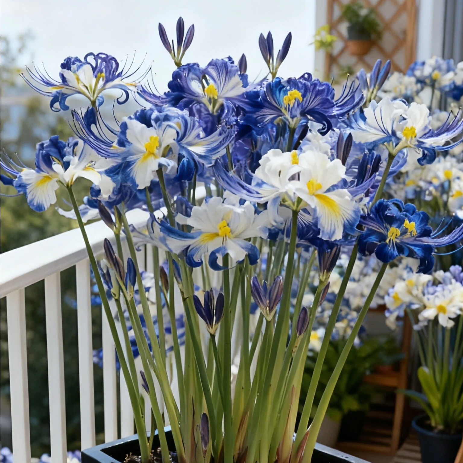🔥🌺Seraphic Glow Spider Lily Bulbs