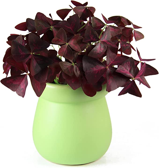 Oxalis Triangularis Purple Shamrock Good Luck Plant